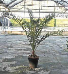 Datolyapálma PHOENIX CANARIENSIS 125/150 K30