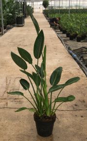 Papagájvirág STRELITZIA REGINAE K9