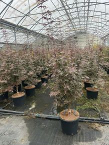 Japán juhar ACER PALMATUM BLOODGOOD 120/+ K12