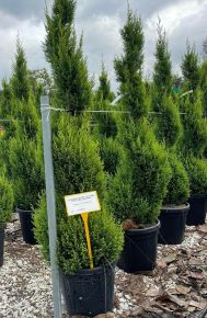 Arany lombú leyland ciprus CUPRESSOCYPARIS LEYLANDII CASTLEWELLAN GOLD SPIRÁL 120/140 K25