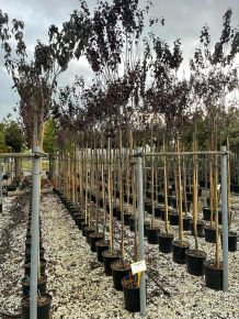 Vérszilva PRUNUS CERASIFERA PISSARDII NIGRA T200 8/10 K18