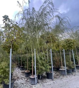 Szomorúfűz SALIX BABYLONICA 16/18 K35 