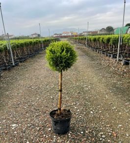 Arany lombú leyland ciprus CUPRESSOCYPARIS LEYLANDII CASTLEWELLAN GOLD T1/4 K7