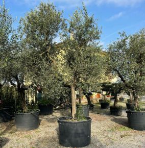 Olajfa   OLEA EUROPAEA T1/2 50/60 ÖREG TÖRZS  K750