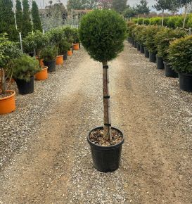 Leyland ciprus   CUPRESSOCYPARIS LEYLANDII PYRAMIDALIS T80 K20