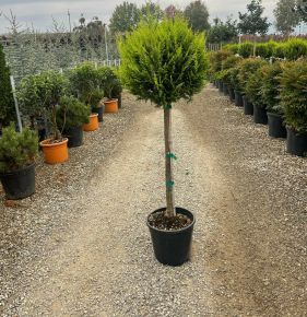 Arany lombú leyland ciprus CUPRESSOCYPARIS LEYLANDII CASTLEWELLAN GOLD T80 K20