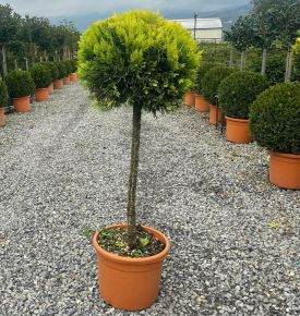 Arany lombú leyland ciprus CUPRESSOCYPARIS LEYLANDII GOLD RIDER T50 K18