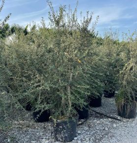 Paratölgy   QUERCUS SUBER TÖBBTÖRZSES 200/300 K130