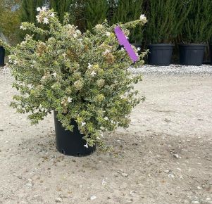 Nagyvirágú tárnicslonc   ABELIA GRANDIFLORA SPARKLING SILVER 40/60 K10