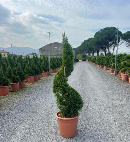 Arany lombú leyland ciprus CUPRESSOCYPARIS LEYLANDII CASTLEWELLAN GOLD SPIRÁL K12