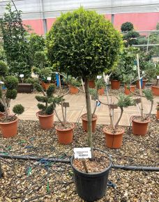 Arany lombú leyland ciprus CUPRESSOCYPARIS LEYLANDII GOLD RIDER T1/2 K25