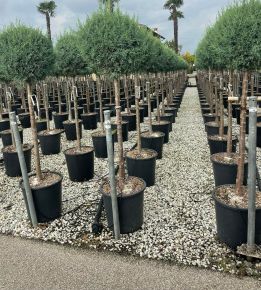 Oszlopos, kék arizóniai ciprus CUPRESSUS ARIZONICA FASTIGIATA T1/2 K25