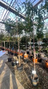 Csüngő díszcseresznye   PRUNUS SERRULATA KIKU SHIDARE ZAKURA T200 6/8 K18
