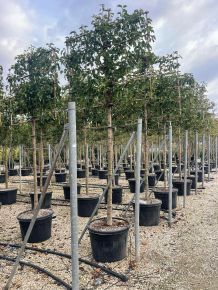 Kínai vadkörte   PYRUS CALLERYANA CHANTICLEER T200 FAL K110