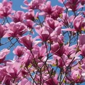 Liliomfa   MAGNOLIA GALAXY 20/25 T220 K285