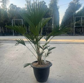 Kínai kenderpálma CHAMAEROPS EXCELSA T180/200 K230