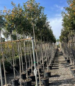 Japán díszmeggy PRUNUS UMINEKO T200 8/10 K30