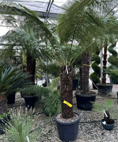 Óriás páfrányfa DICKSONIA ANTARCTICA T100/120 K90