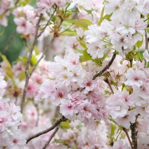 Oszlopos japán díszcseresznyePRUNUS SERRULATA AMANOGAWA 175/200 K20