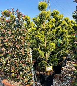 Arany lombú leyland ciprus CUPRESSOCYPARIS LEYLANDII GOLD RIDER POM-PON K55