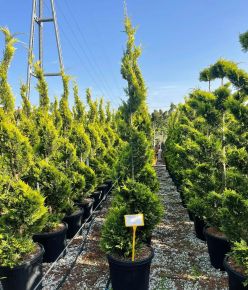 Arany lombú leyland ciprus CUPRESSOCYPARIS LEYLANDII GOLD RIDER SPIRÁL K45