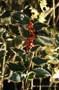 Közönséges magyalILEX AQUIFOLIUM ARGENTEOMARGINATA T1/2 100/120 K130