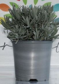 Levendula LAVANDULA ANGUSTIFOLIA BOKOR CS19