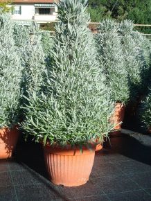 Levendula PIRAMIS LAVANDULA ANGUSTIFOLIA PIRAMIS CS25-K5,5
