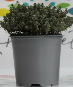 Kerti kakukkfű FŰSZERNÖVÉNY-THYMUS SZÍNVARIÁCIÓK K1,5