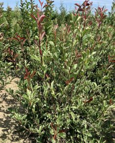 Örökzöld korallberkenye PHOTINIA FRASERI PINK MARBLE 100/125*