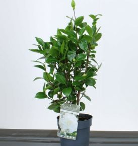 Kamélia  CAMELLIA JAPONICA NUCCIUS GEM 30/40 K3