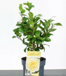 Kamélia  CAMELLIA JAPONICA JULLIS YELLOW 40/50 CS19