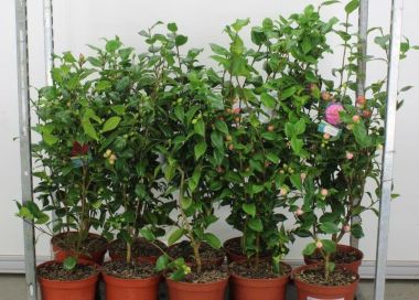 Kamélia   CAMELLIA JAPONICA FAJTÁK 80/100 K7,5