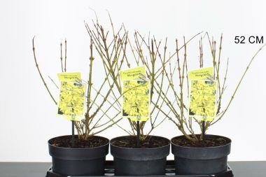 Aranyvessző FORSYTHIA INTERMEDIA MINIGOLD 30/50 CS19