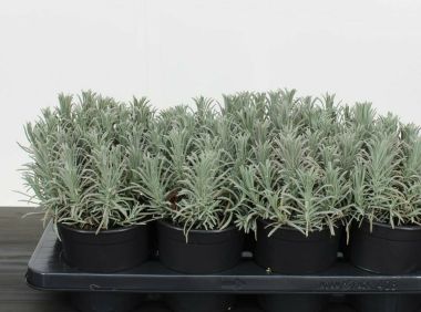 Francia levendula LAVANDULA INTERMEDIA GROSSO 12/15 K2