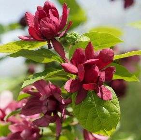 Illatos fűszercserje CALYCANTHUS FLORIDUS 50/60 K4