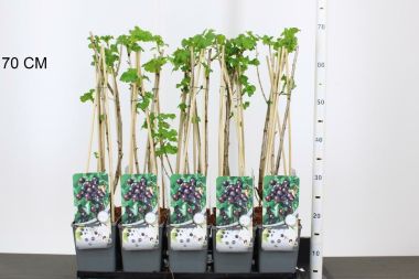 Josta RIBES JOSTA 60CM K2