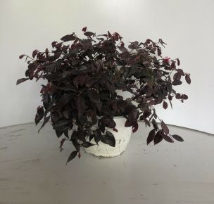Kínai rojtosvirág LOROPETALUM CHINENSE BLACK PEARL KASZTÓS KASPÓBAN K3