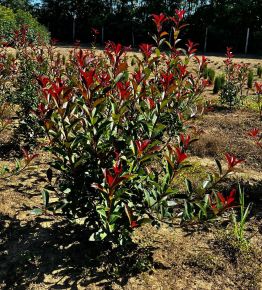 Örökzöld korallberkenye PHOTINIA X FRASERI CARRE ROUGE 60/80*
