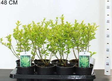 Aranytarka télizöld fagyal LIGUSTRUM OVALIFOLIUM AUREUM 50/60 K3