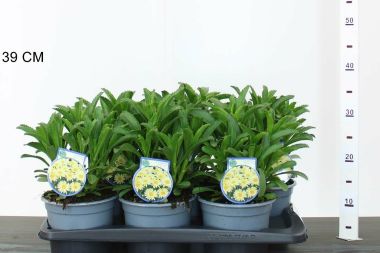 Évelő margaréta LEUCANTHEMUM BANANA CREAM CS17