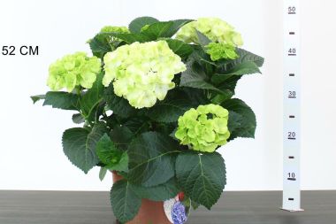 Kerti hortenzia  HYDRANGEA MACROPHYLLA CAIPIRANNA K2