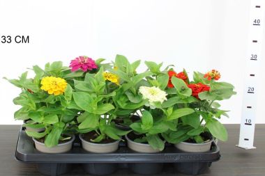Zinnia ZINNIA CS9