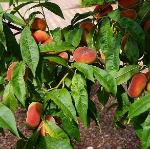 Lapos barack PRUNUS PERSICA PLATICARPA GIALLA 12/14  K65