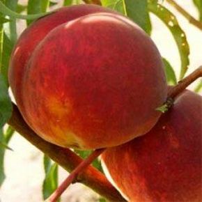 Glohaven őszibarack PRUNUS PERSICA GLOHAVEN 12/14 K65