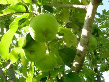 Granny smith alma MALUS DOMESTICA GRANNY SMITH 12/14 K65