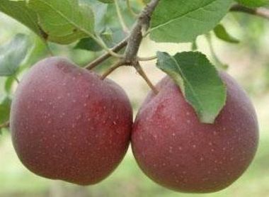 Florina alma MALUS DOMESTICA FLORINA 12/14 K65