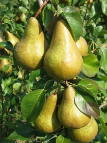 Kaiser körte PYRUS COMMUNIS KAISER 12/14 K65