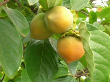 Japán datolyaszilva DIOSPYROS KAKI CIOCCOLATINO 12/14 K65