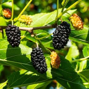 Fekete eperfa MORUS NIGRA 12/14 K65